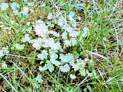 Micranthes nelsoniana