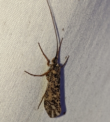 Clistoronia magnifica