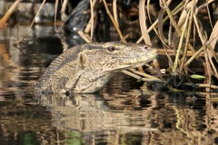 Varanus salvator bivittatus