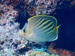 Chaetodon pelewensis