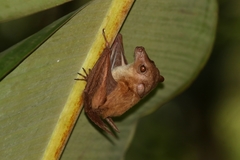 Dagger-Toothed Long-Nosed Fruit Bat photo 3