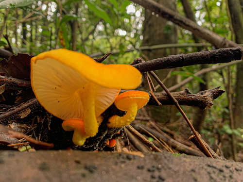 Golden-scruffy Collybia