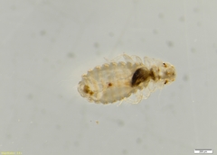 Hohorstiella