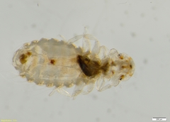 Hohorstiella