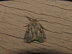 Xestia normanianus