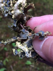 Pseudocyphellaria citrina