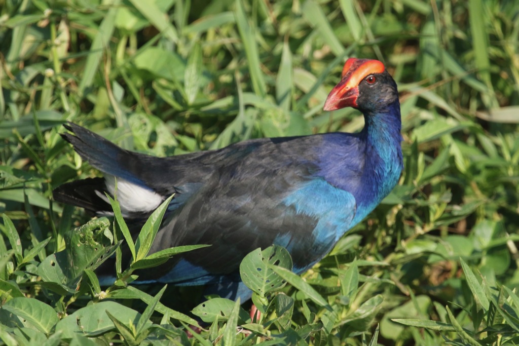 Black-backed Swamphen photo