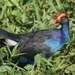 Black-backed Swamphen - Photo (c) abcdefgewing, some rights reserved (CC BY-NC), uploaded by abcdefgewing