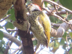 Campethera cailliautii