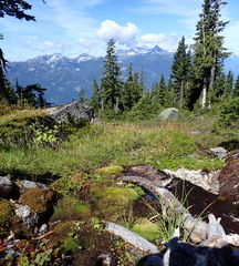 Micranthes nelsoniana