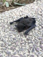 Pipistrellus javanicus