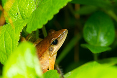 Rana longicrus