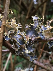 Pseudocyphellaria citrina