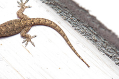 Hemidactylus bowringii