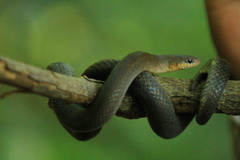 Stenorrhina degenhardtii