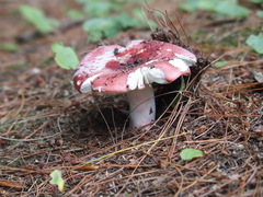 Russulales