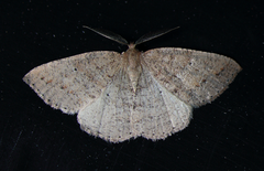 Drepanulatrix secundaria