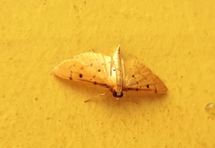 Herpetogramma basalis