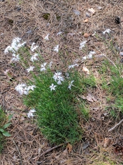Dianthus arenarius