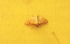 Herpetogramma basalis