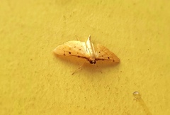 Herpetogramma basalis