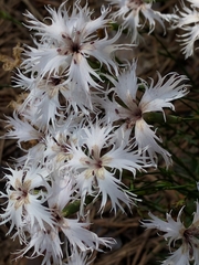 Dianthus arenarius