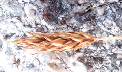 Carex nardina