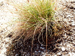 Carex nardina