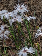 Dianthus arenarius