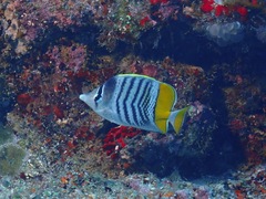 Chaetodon mertensii