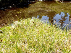 Carex nigricans