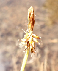 Carex nigricans