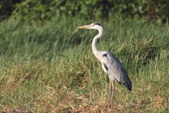 Ardea cinerea
