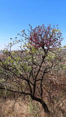 Tapinanthus rubromarginatus