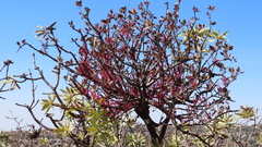 Tapinanthus rubromarginatus