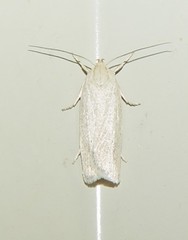 Gonioterma mistrella