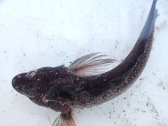 Gilloblennius