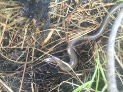 Hemiergis talbingoensis