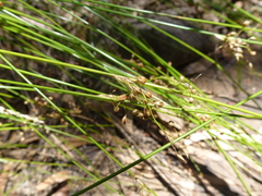 Juncus pauciflorus