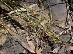 Juncus pauciflorus