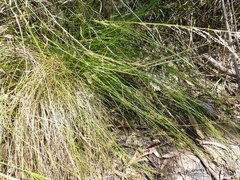 Juncus pauciflorus