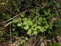 Kickxia spuria integrifolia