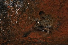 Litoria inermis