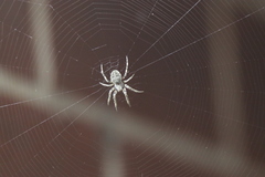 Larinioides sclopetarius