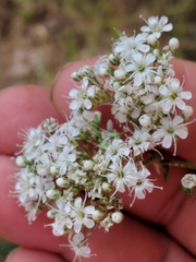 Gypsophila fastigiata