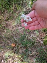 Gypsophila fastigiata