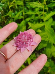 Astrantia maxima