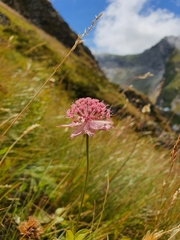 Astrantia maxima