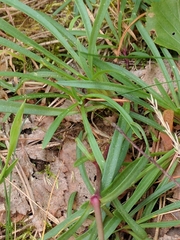 Gypsophila fastigiata