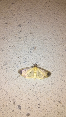 Eulepte concordalis